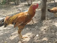 Chickens — الصورة 2