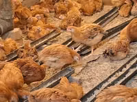 Chickens — foto 8