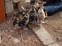 Ducks — ფოტო 3