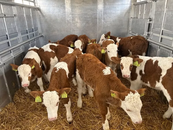 Buqa, Simmental cattle