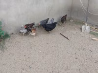 Chickens — Foto 6