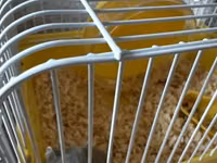 Kiçik heyvan dəsti – cüce hamster və qəfəsi - Növ: cüce hamster (boz — foto 3
