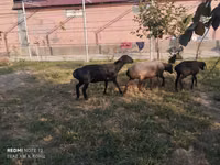 भेड़ें (लॉट, लिंग निर्दिष्ट नहीं), भेड़ — फ़ोटो 2
