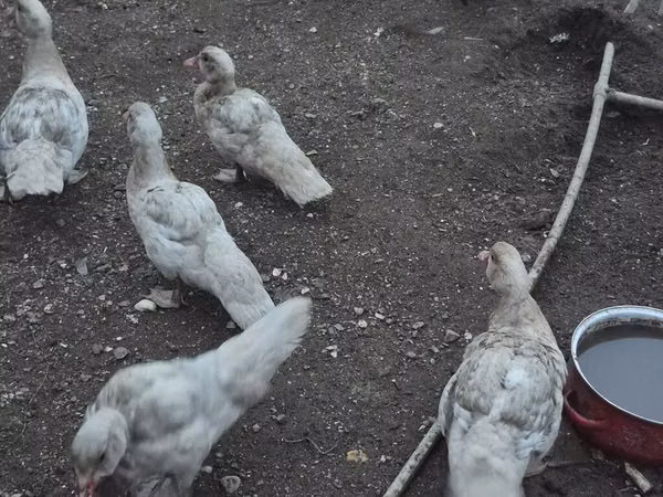 Ducks