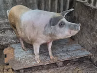 Sow, Pigs — photo 1