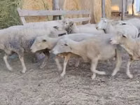 Qoʻchqor, Ile-de-France sheep — 2-rasm