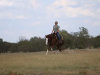 Aygır, Quarter Horse — foto 5