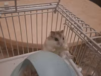 Cırtdan hamsterlər və tam dəst qəfəs satilir Sevimli və mehriban — 写真 3