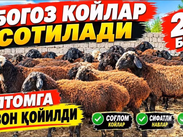 Қой, Қойлар