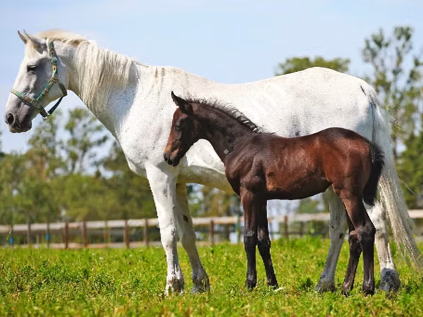 Kobyła, Orlov Trotter
