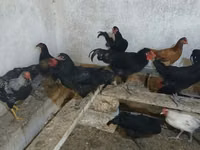 Australorp — foto 2