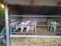 Býk, Simmental cattle — foto 4