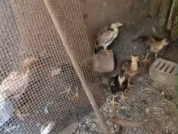Chickens