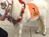 Jument, Miniature horse — photo 3