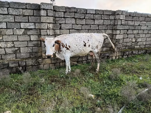 Sigir, Qoramol