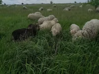 Beran, Merino sheep — foto 2