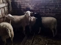 ვერძი, Katum sheep — ფოტო 2