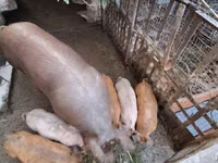 பெண் பன்றி — புகைப்படம் 1