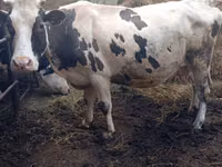 Qoramol (partiya, jinsi ko‘rsatilmagan), Russian Black pied cattle — 1-rasm