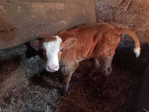 ძროხა, Simmental cattle