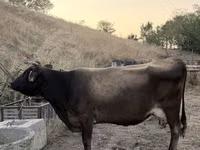 Vaca, Bovinos — foto 4