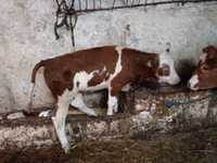 牛只（批次，未指定性别）, Cattle — 照片 4