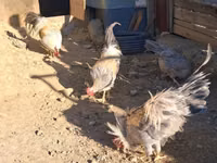 leghorn — foto 4
