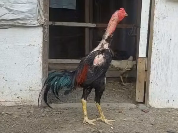 Chickens