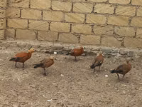 Guinea fowl — foto 3