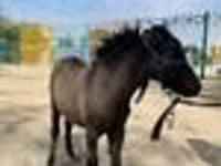 馬（ロット、性別未指定）, Australian Pony — 写真 7