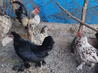 Chickens — Foto 3