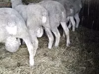 Қошқар, Ile-de-France sheep — 2-сурет
