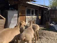 نعجة, Arashan sheep — الصورة 6