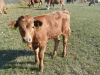 Rinder (Partie, Geschlecht nicht angegeben), Limousin-Kuh — Foto 2