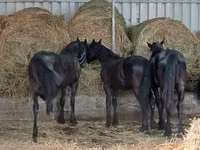 Hengst, Dutch warmblood horse — Foto 5