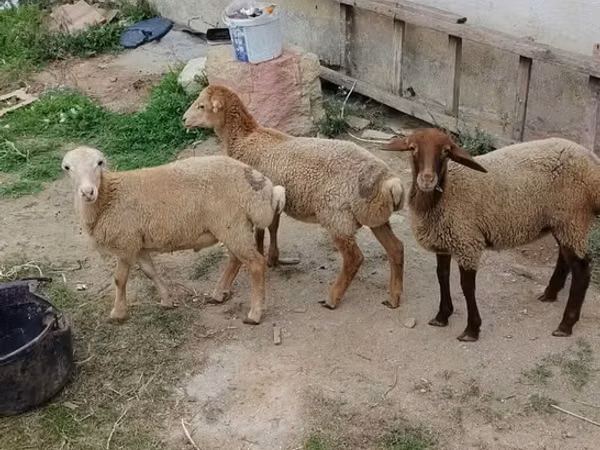 ცხვარი, ცხვრები