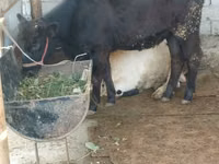 İnek, Sığır — foto 2