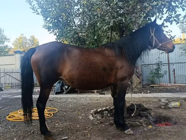 Égua, Cavalos