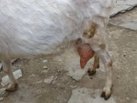 عنزة, Saanen goat — الصورة 1