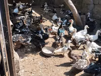Ducks — الصورة 1