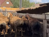 Bélier, Arashan sheep — photo 6