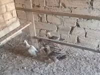 Ducks — الصورة 3