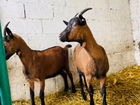 Dişi keçi, Italian Alpine goat — foto 2