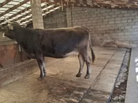 Kuh, Swiss cattle — Foto 6