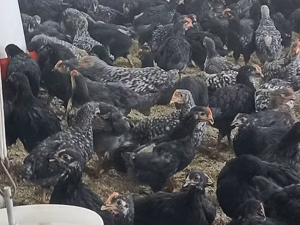 Chickens — Azerbaïdjan