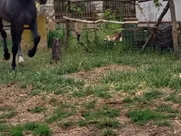 घोड़ा, Lipizzaner