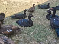Ducks — foto 3