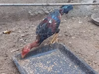 Chickens — foto 3
