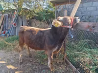 雄牛, Swiss cattle — 写真 1
