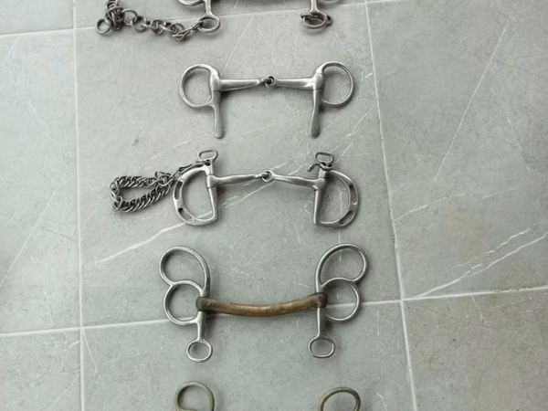 კვიცი, ცხენები